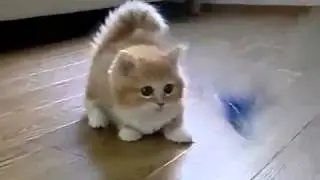 Прикольный рыжий котенок