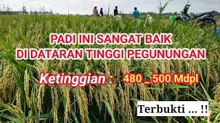 TERBUKTI..! Padi Ini Cocok Ditanam Di Mana Saja, INBRIDA-C2 #PadiViral