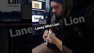 LANEY MINI LION 😍 