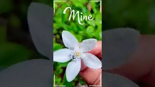 Oru Narupushpamaayi Whatsapp Status Video