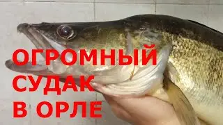 Огромный судак в Орле. Очередной трофей сына.
