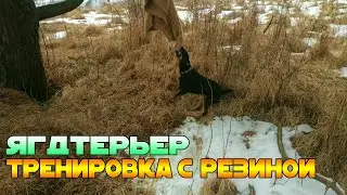 Ягдтерьер - Тренировка с резиной Фиона 8 месяцев