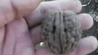 весенняя  посадка грецкого  ореха-сорт  великан,апрель2018.