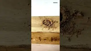 How To Remove Nails For Wood 