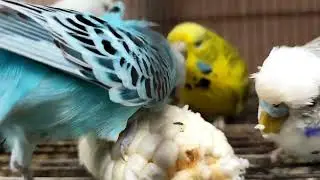 Corn Surprise for my Budgies