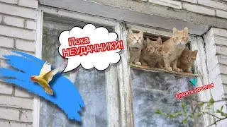 Побег Попугая с КЛЕТКИ / Сбежал зеленый неразлучник ❗