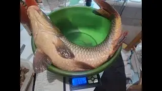 Трофейный карп на ультралайт!