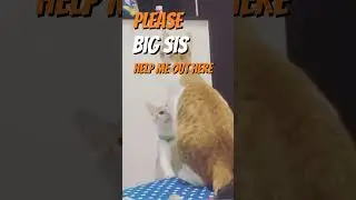 Kitten has the best big Sister ❤️