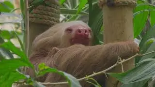 The Sloth Sanctuary, Selvatura Park