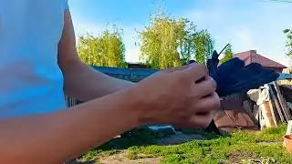 Николаевские голуби.