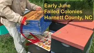 Failed Colonies | Early June | Harnett County, NC