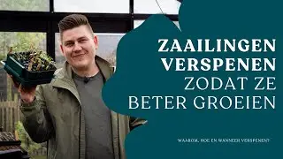 Zaailingen succesvol verspenen: zo geef je je planten een groter potje I Angelo Dorny