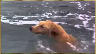 Собака и дельфин