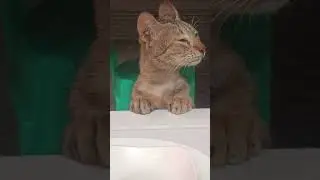 Kamuning Kapusa ❤️😻