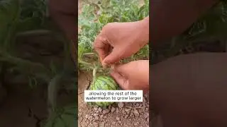 Tips to grow watermelon larger 