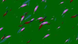 Feather Green Screen Video Effects | Green Screen Feathers