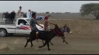 اسرع حمارين بالعالم