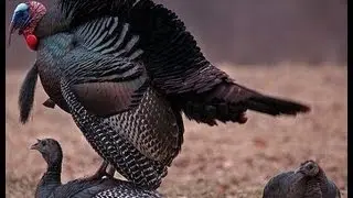Turkey Hunting - Lover Boy Pays The Price