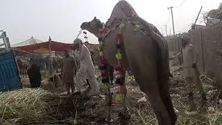 dangerous camel loading||camel||eiduladha