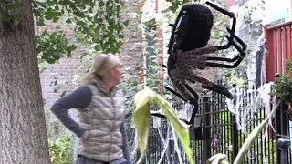 Pegadinha Aranha Gigante Assustando Cães   Pegadinha Super Divertida
