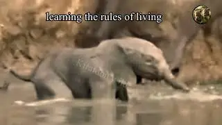 Baby elephant is learning the rules of living|#wild|@KiratoonWildStory