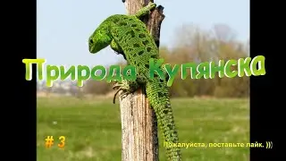 Природа Купянска #3