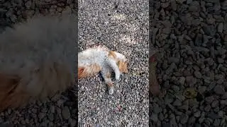 Кекс сломался #Коты #shorts  #лето2024