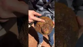 Awesome Mexico Stone #viral