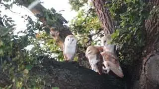 Young Barn Owls  (Not a lot of action!)