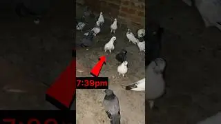pigeon landing at night 😱 | #pigeon  #kabootar #shortsfeed #shorts