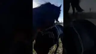 Жылқы малы