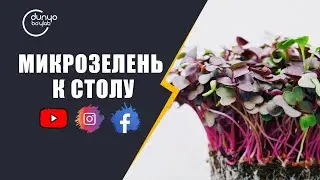 микрозелень к столу