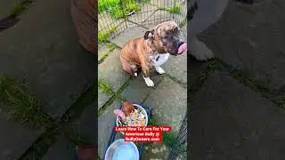 Always teach your puppy to eat on command. These dogs need structure and discipline. - Bully Owners