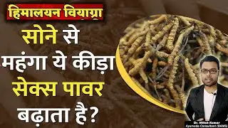 सोने से भी महंगा कीड़ा जड़ी क्या सेक्स पॉवर बढ़ाता है? | keeda jadi benefits for male