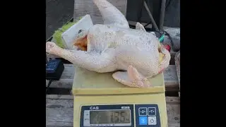 Вычисляем и убираем плохих Кур Несушек.