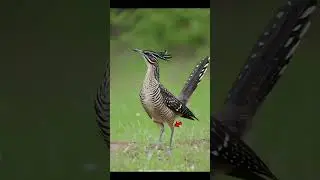 Why the Roadrunner is one of the deadliest birds in nature😱⚡by Votfakt 