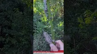 Andrew Fogtman Plantas: Divulgação de Venda de Sementes do Quiabo Estrela