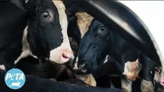 The Most Compelling Reason to Go Vegan