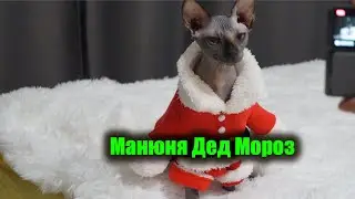 Сфинкс в костюмчике Деда Мороза