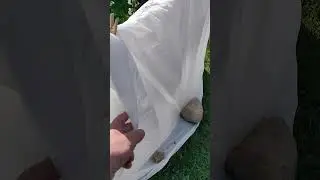 Как защищал виноград от ночных заморозков