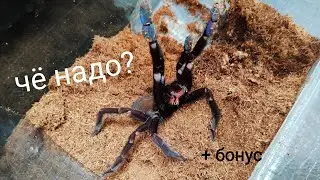 Phormingochilus arboricola (ex. Lampropelma sp 
