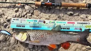 Голавль на 66 l-minnow.Река Лаба.