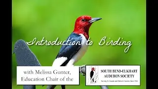 Gallery Talk - Introduction to Birding