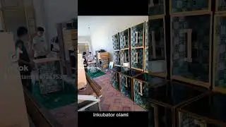 inkubator insubator ипкуватор jójashiqaruvshi aparat