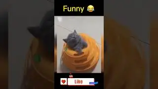 Kucing Lucu #funnyanimals #cutecat #cat #short #shortsvideo