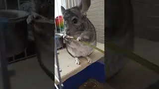 Кушаем топинамбур 🥗🥒