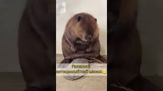 Антицелюлітний масаж 😄