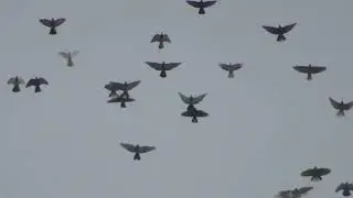 Полеты на Марганецком голубедроме  05 04 22г