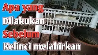 Essential preparation for pregnant rabbits
