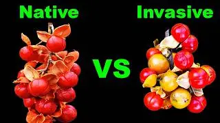 Bittersweet Battle! Native vs Invasive Know the Difference!